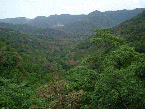 Melghat tiger reserve